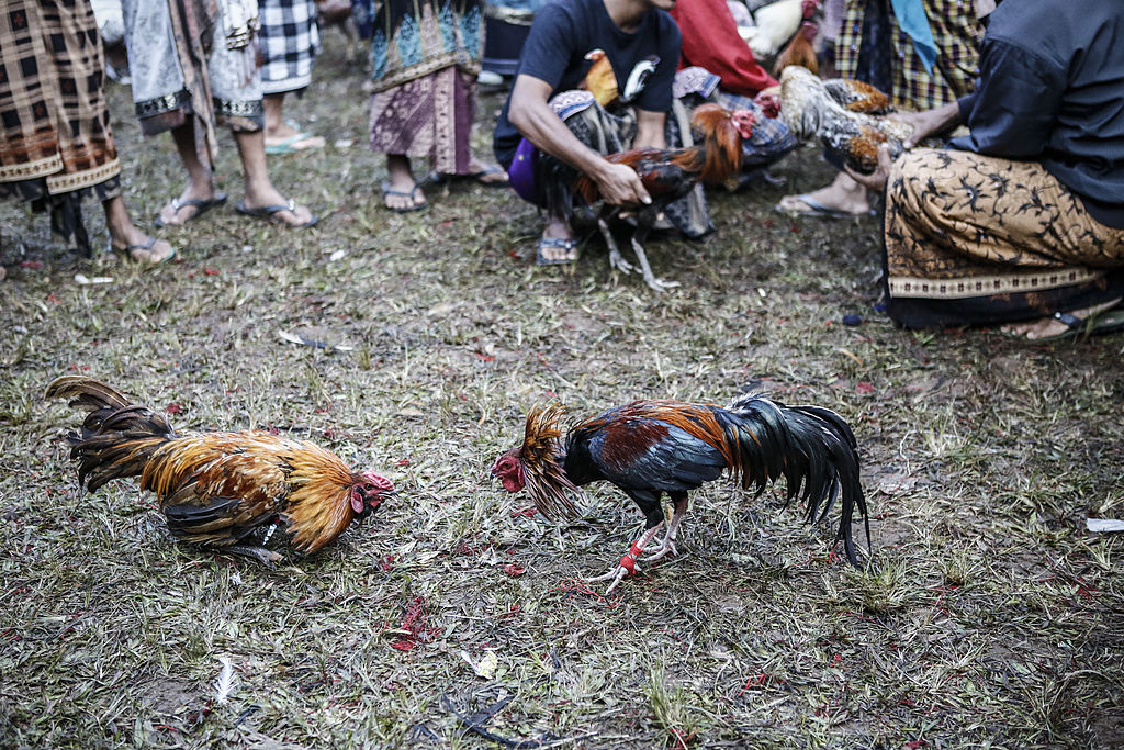 Enthusiasts Gather For Mass Cock Fighting Ritual
